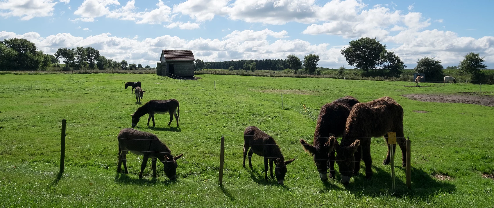 Blick auf Eselkoppel