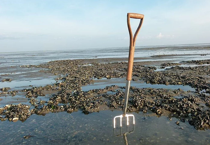 Eine Forke steckt im Wattenmeer