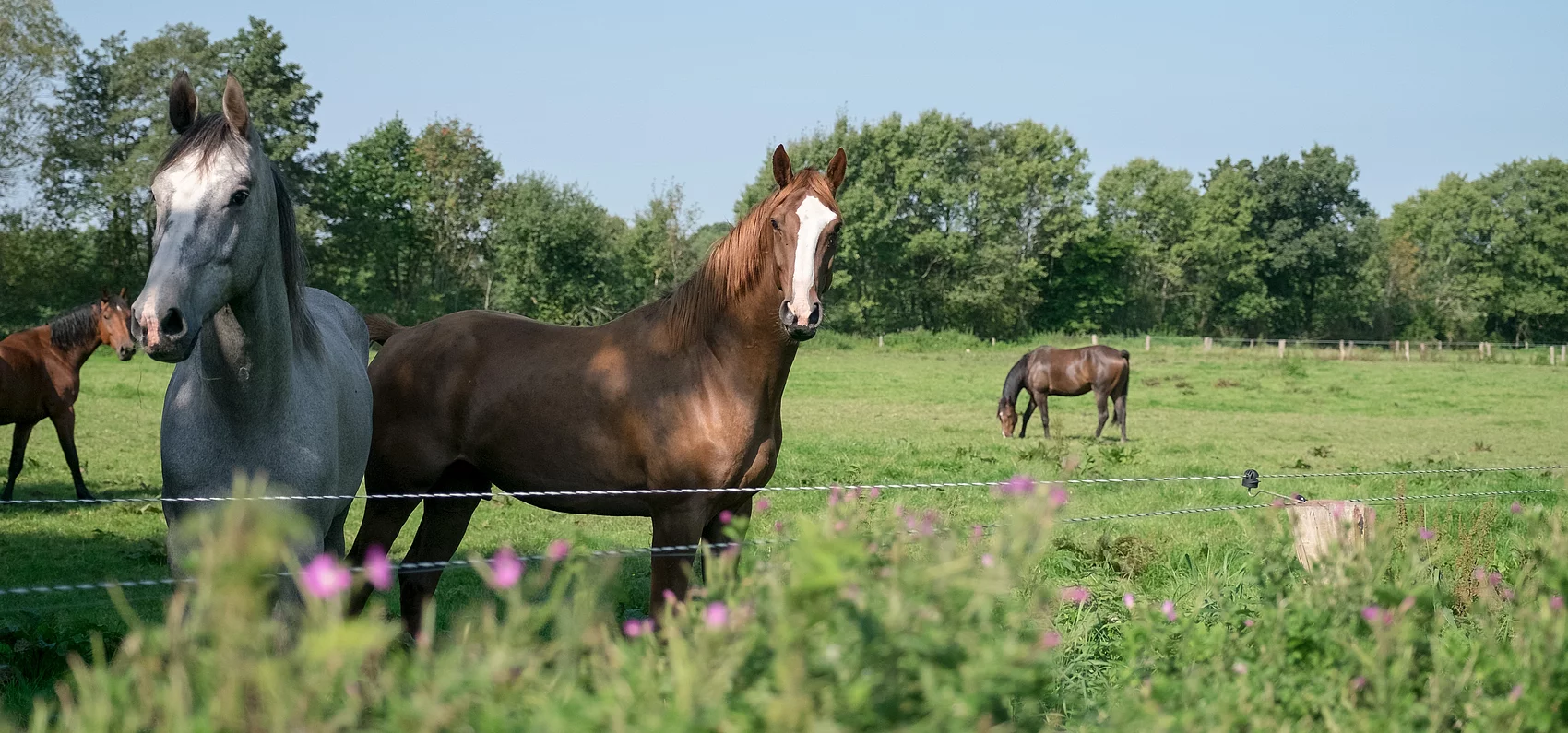 Pferde auf der Weide