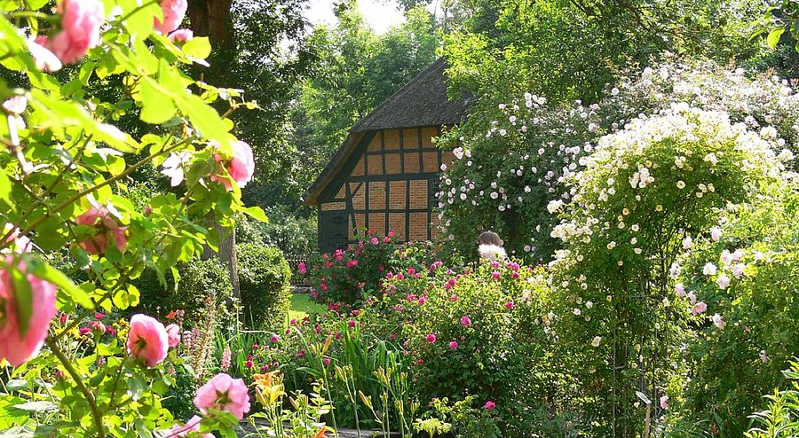 Blick durch den Rosengarten auf das reetgedeckte Dithmarscher Bauernhaus
