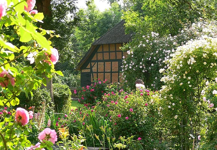 Blick durch den Rosengarten auf das reetgedeckte Dithmarscher Bauernhaus