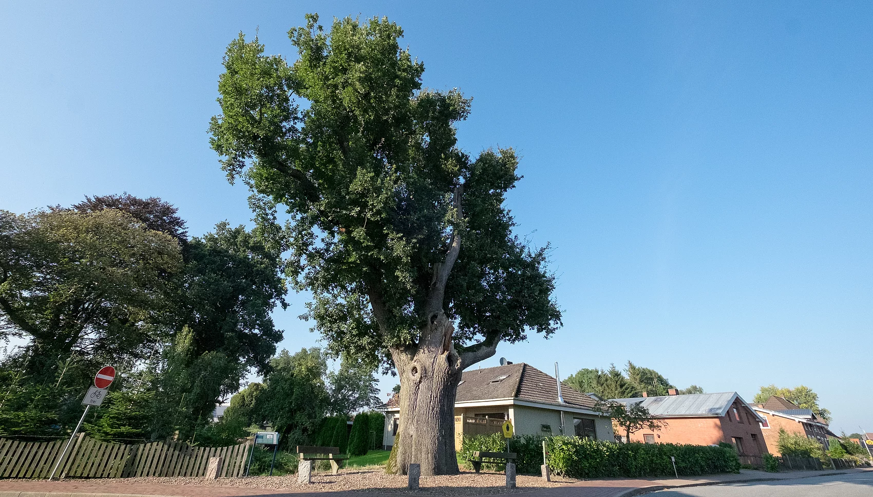 Eiche in Schafstedt