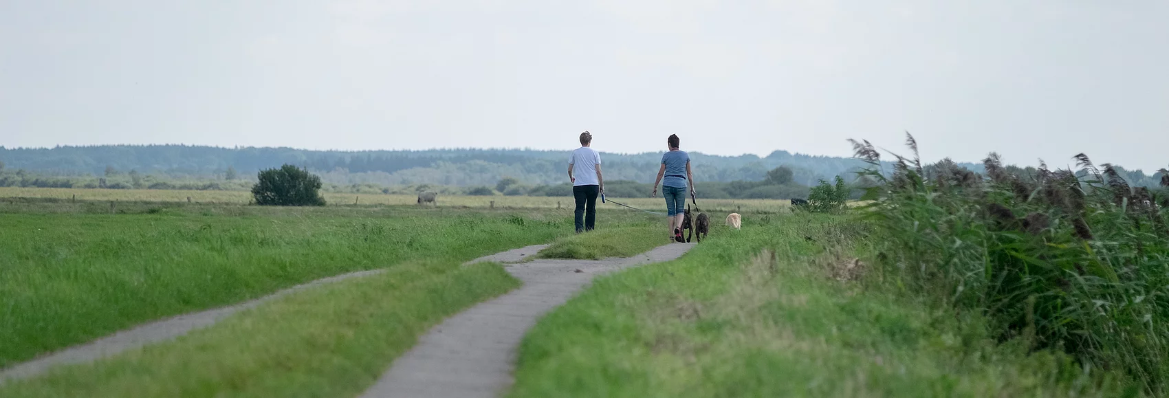 Spaziergang mit Hunden