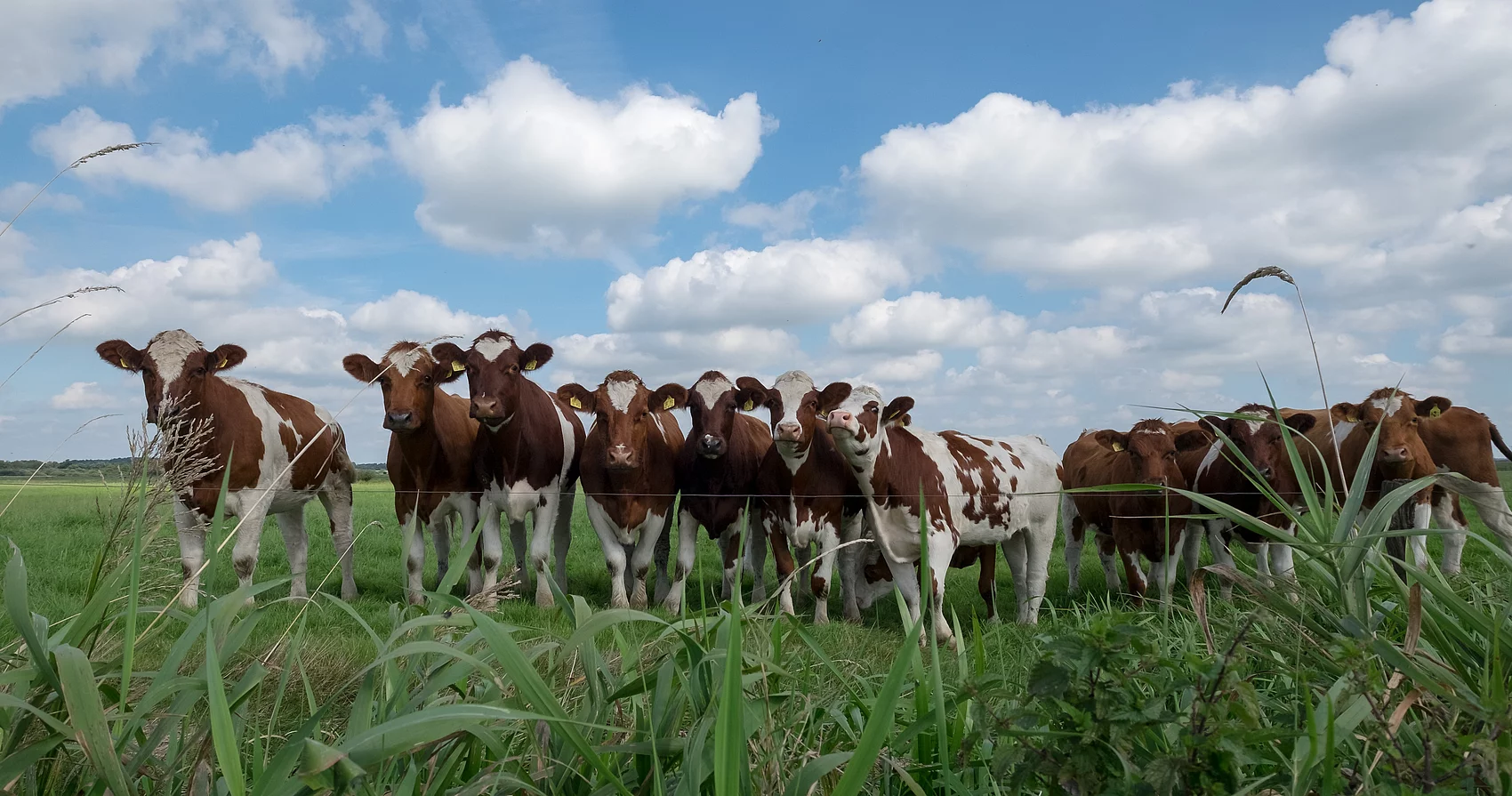 Rinder auf der Weide