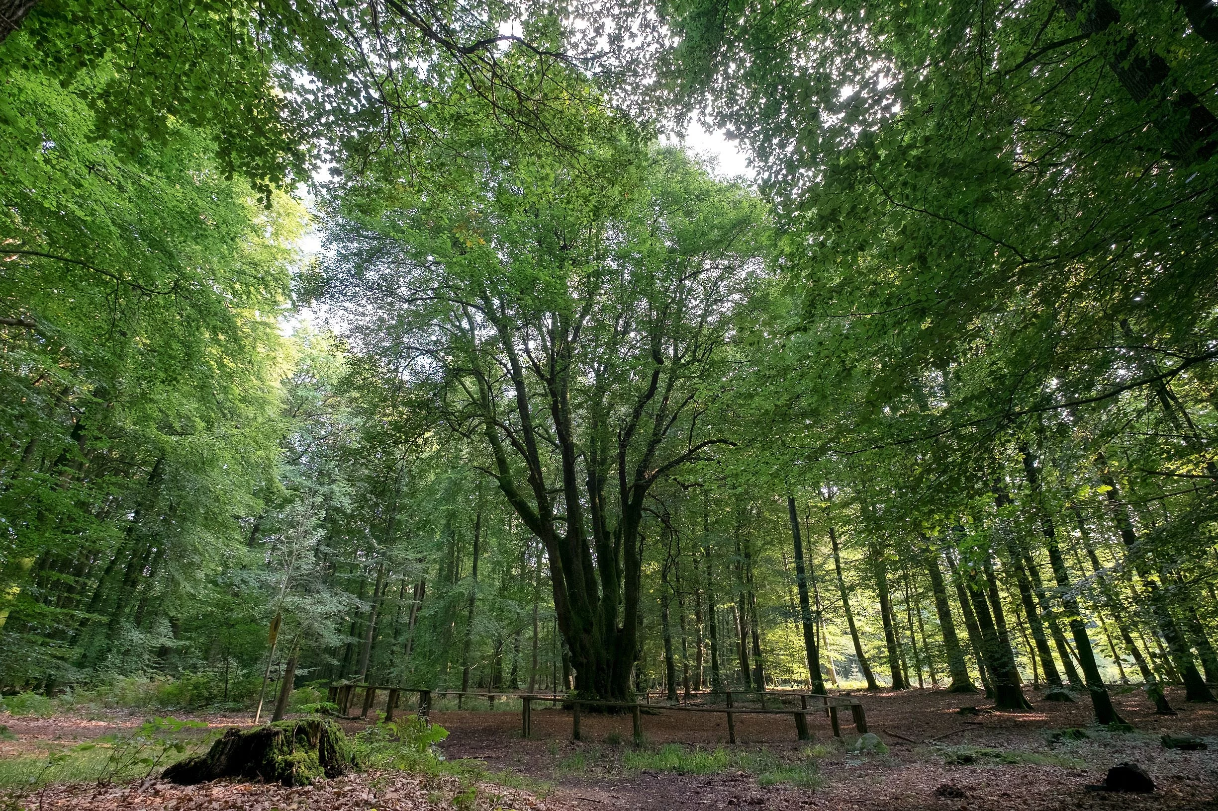 Fünffingerlinde im Riesewohld bei Odderade